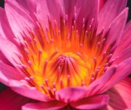bigstock-Pink-Lotus-56960258